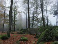 Waldlandschaft hinterm Kaiserturm.jpg