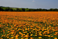 Ringelblumenmeer-bei-Habitzheim