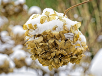 Hortensienblüte mit Schneehaube