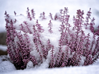 verschneites Heidekraut