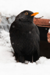 jj_Amsel_MG_5713