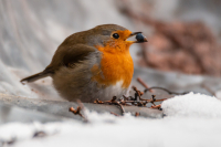 jj_Rotkehlchen_MG_5754