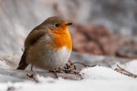 jj_Rotkehlchen_MG_5770