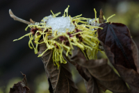 Zaubernuß_0251_bearb