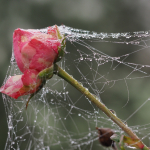 Vernetzte Rose