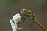 Libelle