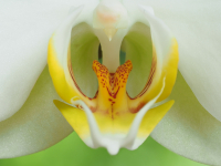 Orchidee