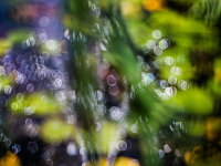 Blasenbokeh-108