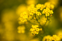 HL4_Fruehling-in-Gelb