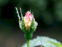 JP-Rosenknospe-im-Regen