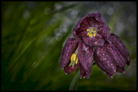 jj_Schachbrettblume_DSF6028_II