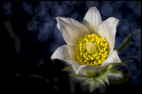 jj_kuhschelle_DSF4005_II