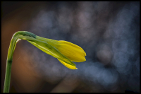 jj_osterglocke_DSF2160_1