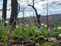 ue-Buschwindroeschen