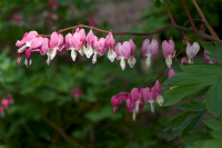 Tränendes Herz_0117