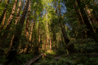 HB_Muir-Woods-1