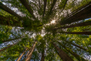 HB_Muir-Woods-Cathedral-Grove