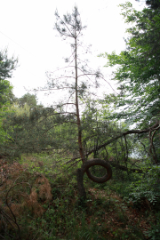 HH_01_Baeume_Wald_H_37