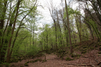 HH_02_Baeume_Wald_L_70