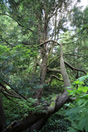 HH_04_Baeume_Wald_M_107