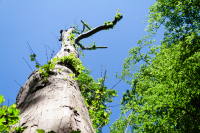 JP-2-Fruehlingsgruen