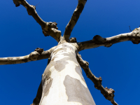 JP-3-Platane-im-Winterschlaf