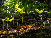 JP-4-Junge-Eichen-im-Sommer