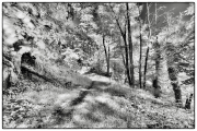 jj_Waldweg_IR__DSF2021