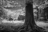 wm-Saba-Urwald-etc-1-von-1-7