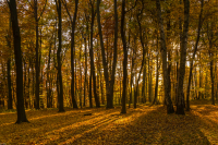 HB_Herbstwald