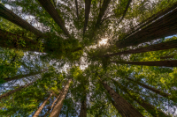 HB_Muir-Woods-Cathedral-Grove