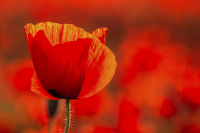 Mohn: Platz 02