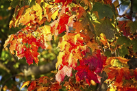 Herbstlaub