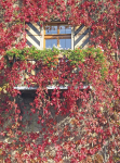 Wilder Wein
