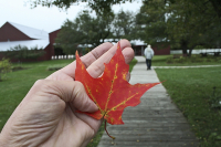 Herbst