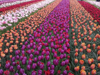 Tulpen