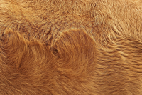 Detailstudie