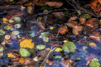 Herbstlaub im Wasser