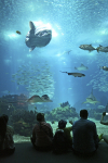 Fische im Aquarium