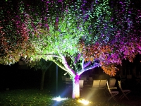 bunt beleuchteter Baum, nachts im Hotelgarten