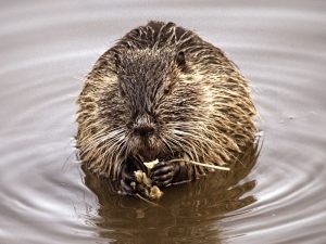 Nutria, gesehen in einem Teich bei Asselsbrunn/Michelstadt